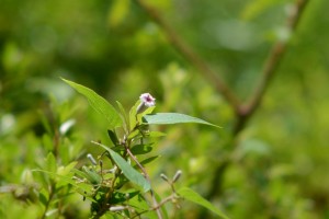 20160806　ヘクソカズラ（屁糞葛）の花